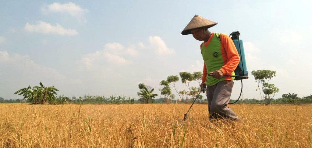 Musim Kemarau, Puluhan Hektar Lahan Pertanian Padi Terancam Gagal Panen, Petani Minta Adanya Normalisasi Waduk&nbsp;Gogor