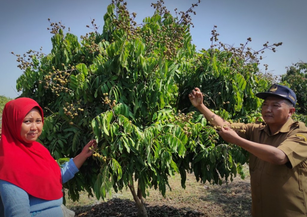 Pemdes Pengalangan Sulap Lahan Gersang, Jadi Wisata Petik Buah